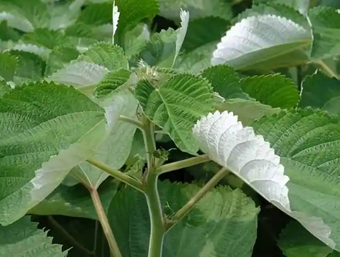 苎麻- 问答百科