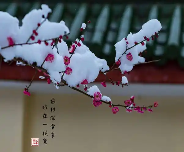 爱 无怨无悔, 闻到花香,遇见鸣鸟在, 细数白梅,爱上蜡梅开, 雪中红梅