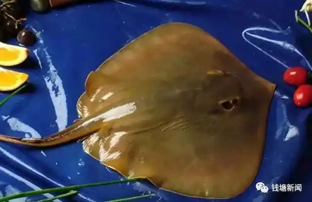 路上拍到满满一车像巨型蝙蝠的"怪鱼"!网友却关心