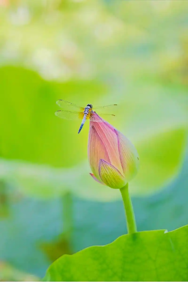 小荷才露尖尖角.#蜻蜓 #一花一草一世界 - 抖音