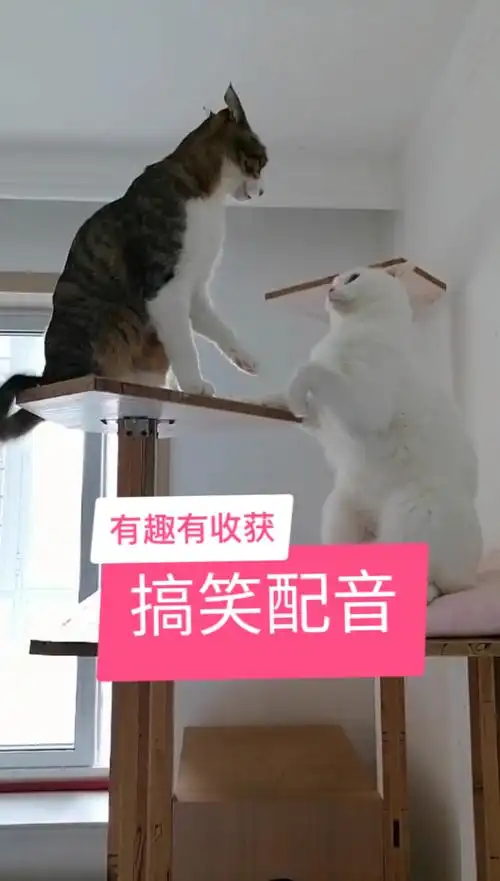 搞笑配音,小样你别跑,我保证不打屎你