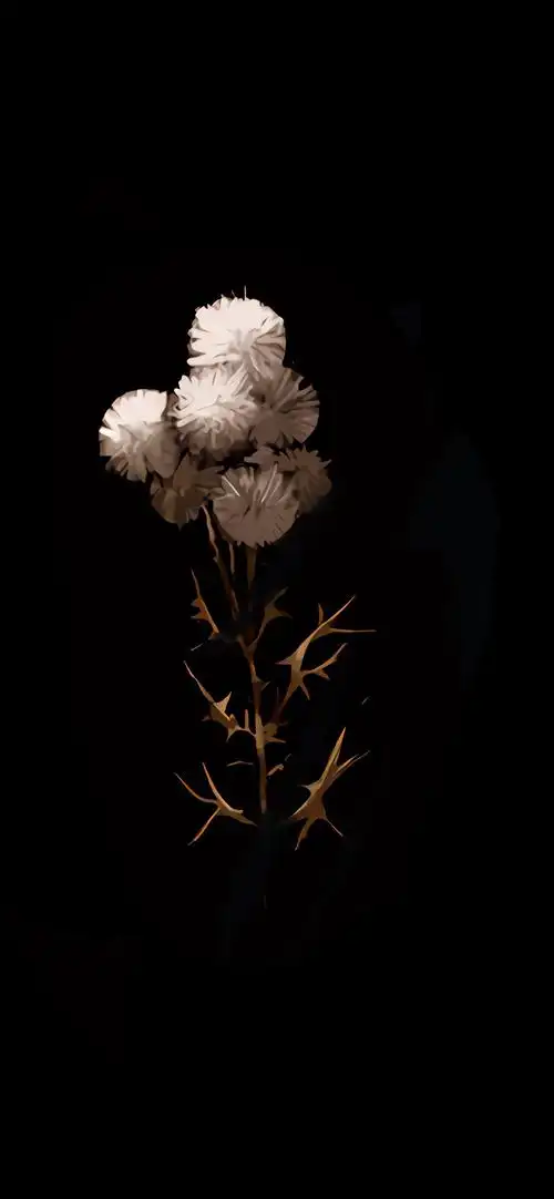 黑色背景植物插画高清手机壁纸-风格-手机壁纸下载-美桌网