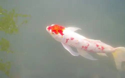 锦鲤鲤鱼高清电脑桌面壁纸图片