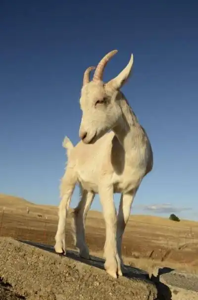 动物羊图片 - 堆糖,美图壁纸兴趣社区