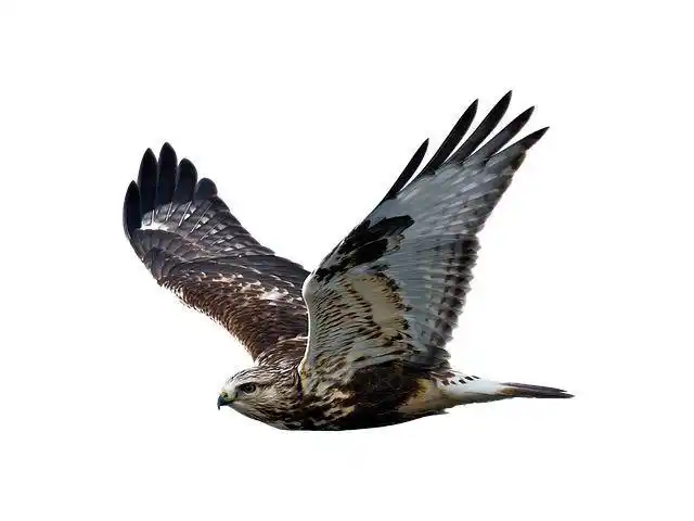 心理测试哪只鹰飞得更高测你在哪个方面能成为人生赢家