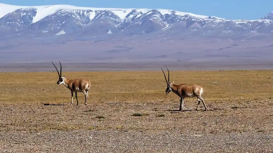 穿越可可西里藏北无人区