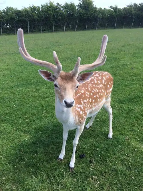 白斑众多的梅花鹿图片野生动物鹿梅花鹿白斑