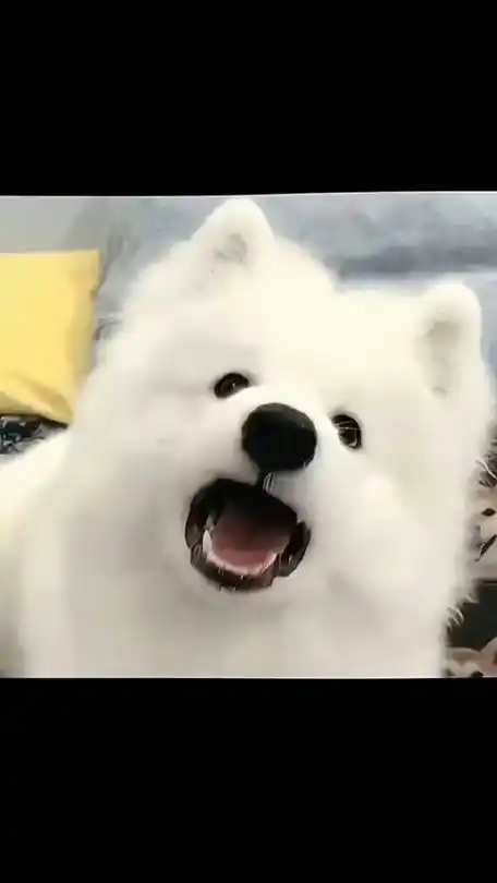 这个也是萨摩耶呀,怎么能少的了我们呢刘耀文|萨摩耶#萨摩耶 自己哄