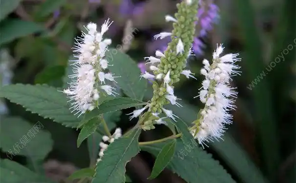 【中药名】香薷 xiangru【别名】香茹,青香薷,华荠芋,小叶香薷,香茸