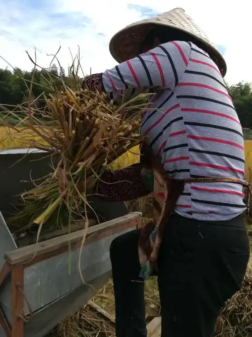 脚踏打稻机,小孙囡从未见过,新奇