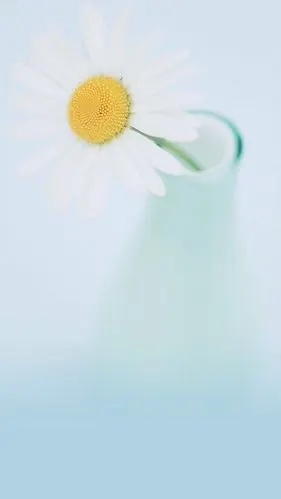 鲜花 清新 摄影 田园 绿色 自然 淡雅 风景名胜 壁纸 素材 锁屏 屏保