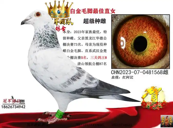 冠军团队鸽舍 - 中信网铭鸽展厅