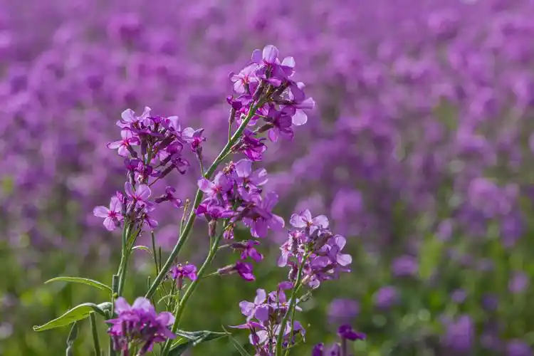 【毛萼香芥花海美如画】