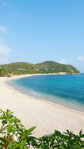 棕榈树,热带,蓝天 1080x1920 iphone 8/7/6/6s plus 壁纸,图片,背景