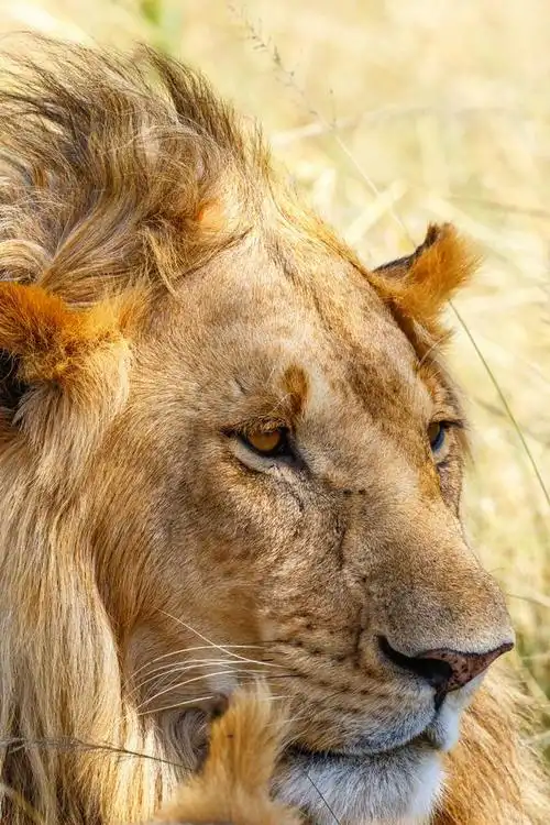 动物世界狮子在非洲草原上的狩猎策略和家族组织