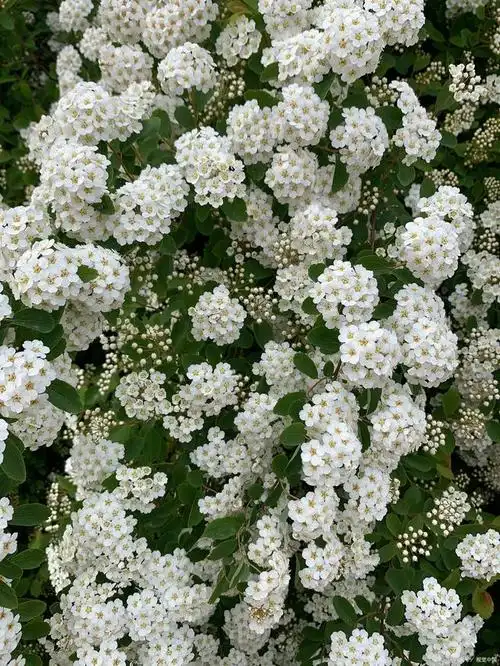 喷雪花植物:美丽的冬季装饰