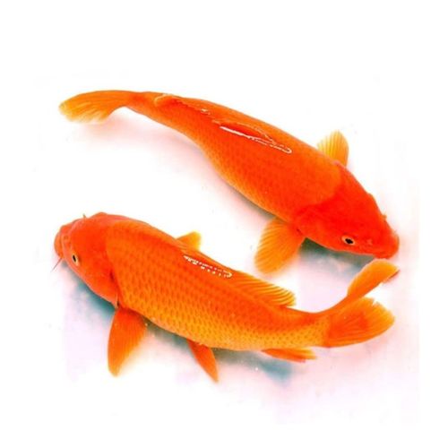 冷水观赏鱼锦鲤活鱼龙凤锦鲤长尾金鲫乌金淡水鱼红白三色红鲤鱼 红