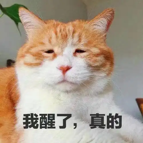 萌宠猫星人我醒了真的呆萌可爱gif动图_动态图_表情包下载_soogif