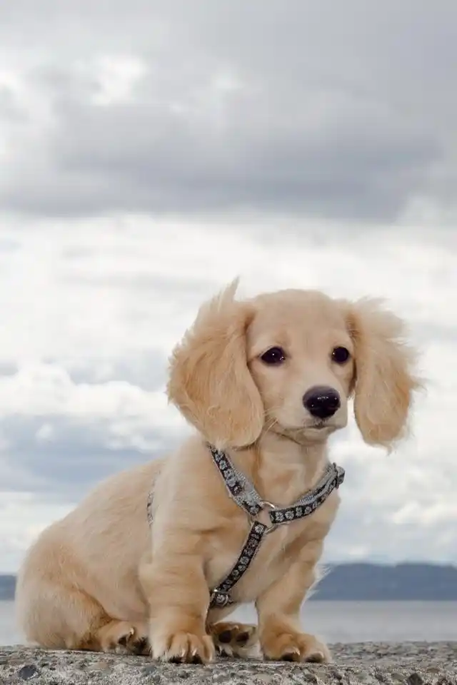 可爱小狗手机背景图片,以及各种可爱小狗手机图片大全