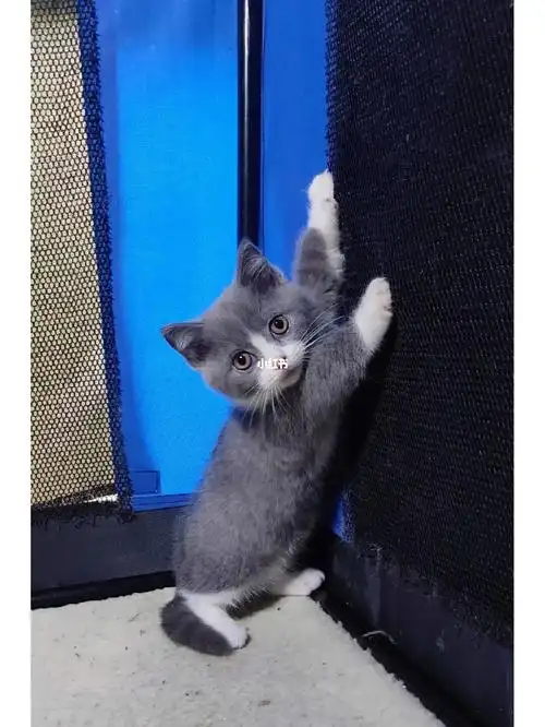 儿童节带个小朋友回家吧英短蓝白矮脚妹妹