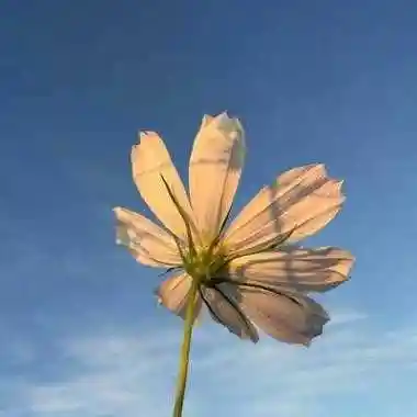 唯美风景图片带字头像大全可爱_头像图片_扣扣乐园