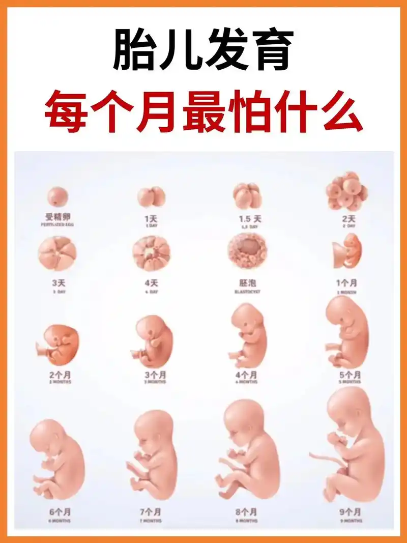 胎儿发育每个月最害怕什么?怀孕期间胎儿每月最怕什么?