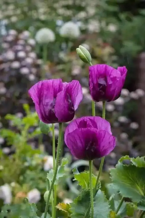 罂粟花的花语(罂粟花的花语英文名)