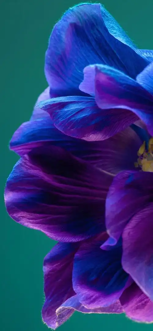 华为p40pro桌面壁纸怎么设置华为p40pro壁纸设置