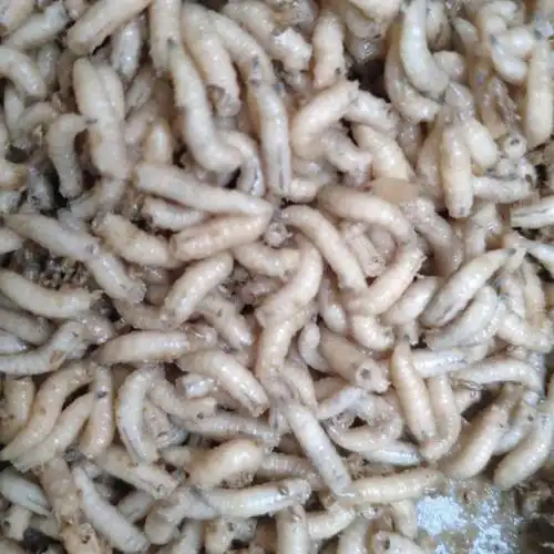 活体蛆虫白虫玉米虫鲜活蛆虫鲫鱼综合饵料白蛆野钓蛆牙子肉蛆 半斤