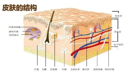 1,皮肤结构有哪三层?答:真皮,表皮,皮下组织2, 表皮层可以分为哪5层?