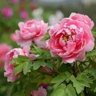 牡丹花 国花高贵的牡丹花朵头像_微信头像图片大全