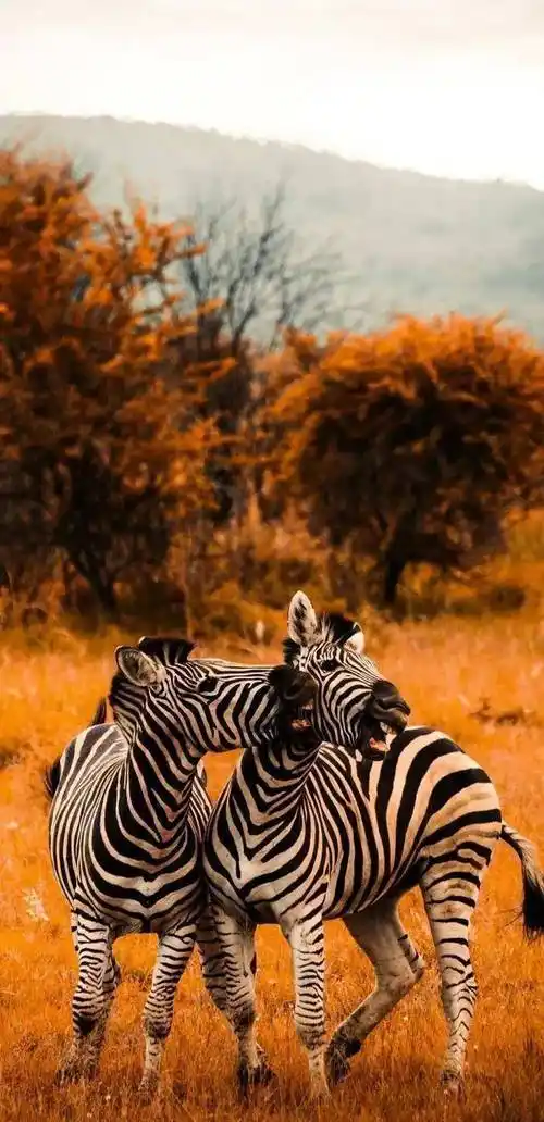 原创「今日超火」高清潮图壁纸送给大家_单身_音乐_头像