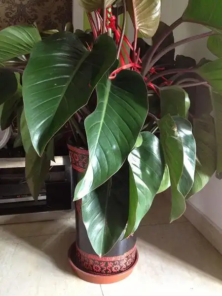 金钻的风水作用