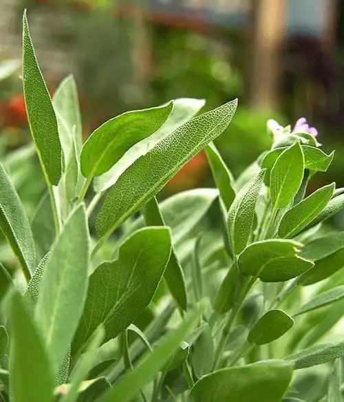 超级鼠尾草图片(18种漂亮的鼠尾草让花园更添色彩)