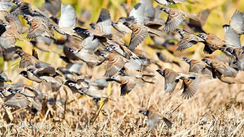 摄影 雀儿飞         一片金色的稻田,和一群