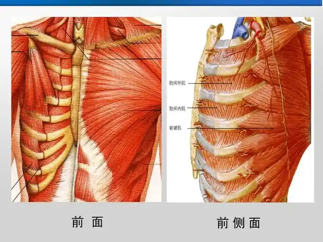 前锯肌平面阻滞ppt课件