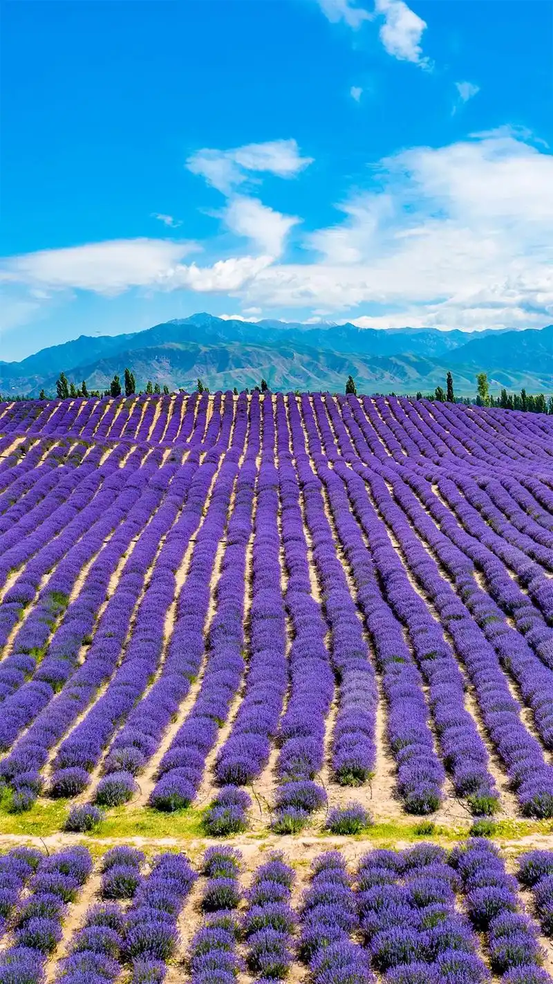 最美花海推荐‖中国最美花海 之霍城薰衣草.