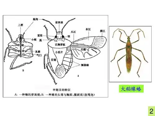 文档 所有分类 高等教育 农学 4昆虫第四讲-分类(2)-1ppt 大稻缘蝽 2