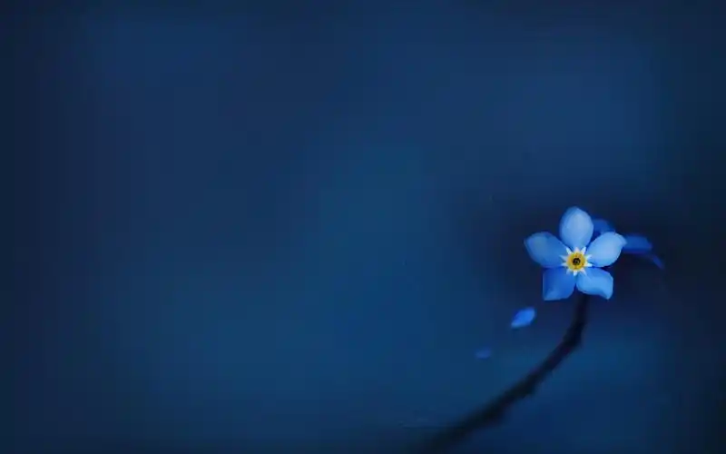 可爱小清新高清桌面壁纸