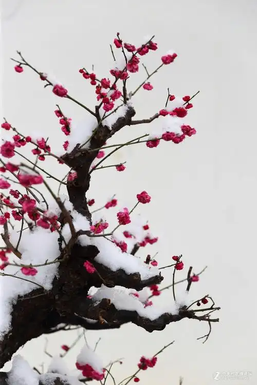 红梅傲雪