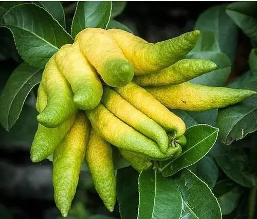 这些稀有水果,很多人一生都没见过