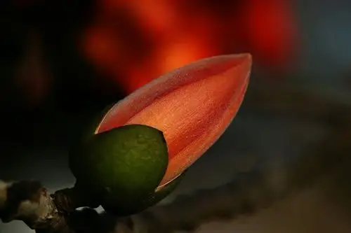 春天,绽放的木棉花