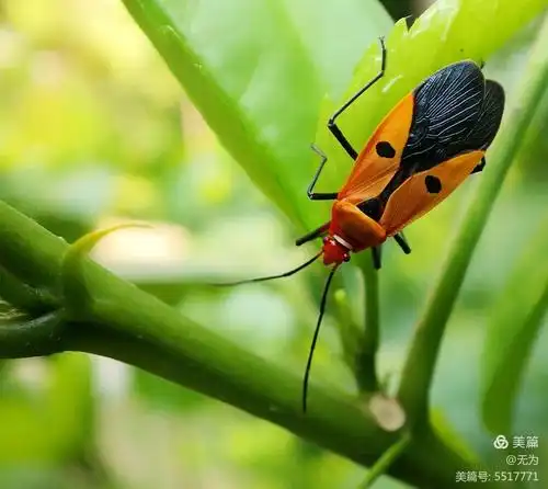 手机也能拍出大片《微距下的红蝽》