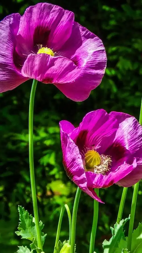 iphone 壁纸 紫色罂粟花,鲜花特写