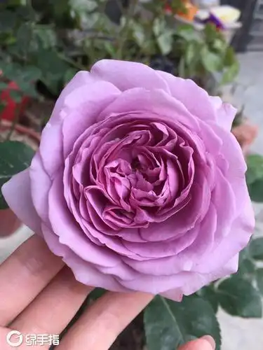 月季·蓝色风暴