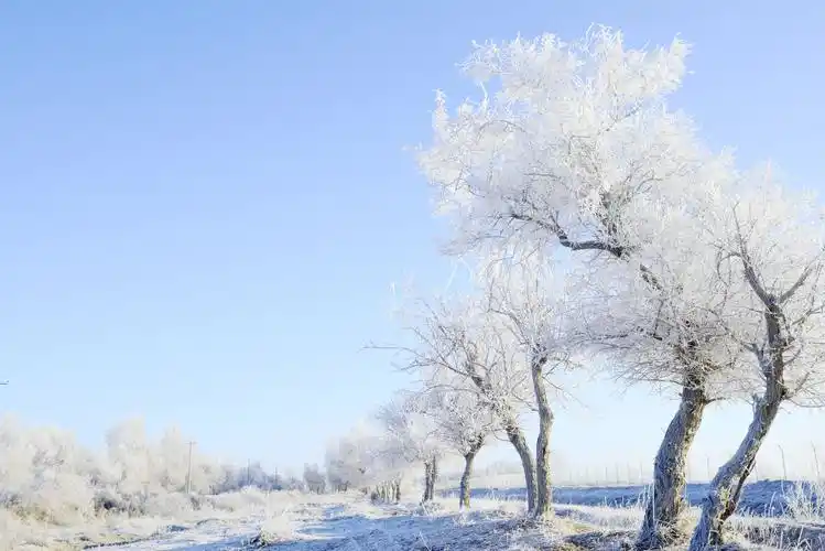 白色的雪,落在青色的树上 作者:刘烨玮 朗诵:河沁