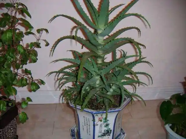 可以做成饮料里的那种芦荟粒吗?