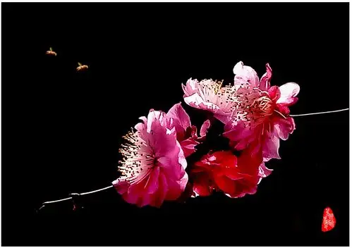 桃花小品(手机摄影)