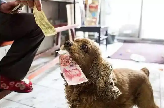 1元和100元放在这只狗狗面前它会选哪个