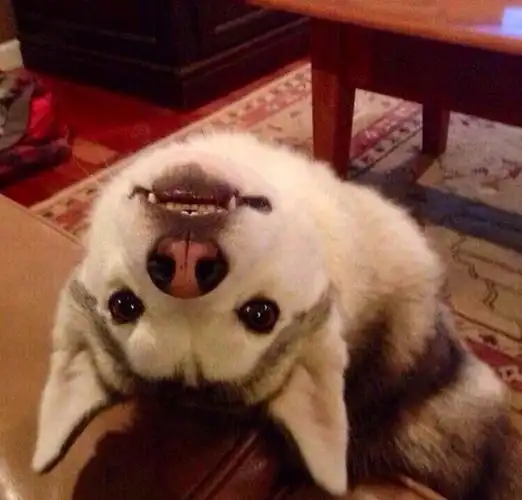 重庆一哈士奇失足坠楼网友称笑得合不拢嘴